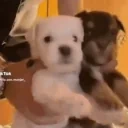 fiesta emote for Discord