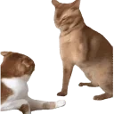 fightcat emote for Discord