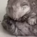 Fighting emote for Discord