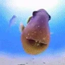 FishRAVE emote for Discord