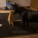 fight emote for Discord