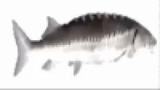 FinningSpish emote for Discord