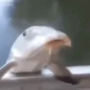 fishLeave emote for Discord