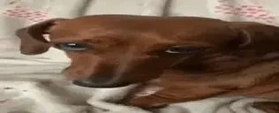 finegi emote for Discord