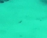 FishWTF emote for Discord