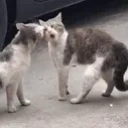 fightahomie emote for Discord