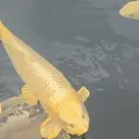 fishy emote for Discord