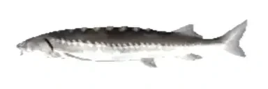 fishyblub emote for Discord