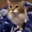 fightme emote for Discord