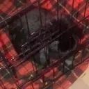 finnypaw animated emote for Discord, Twitch and Slack