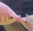 fishakiss emote for Discord