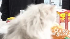 fightMe emote for Discord