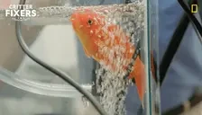 FishBubbles emote for Discord