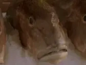 fishYapping animated emote for Discord, Twitch and Slack