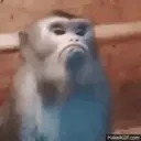 Fine emote for Discord