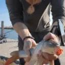 FishKiss emote for Discord