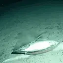 First emote for Discord