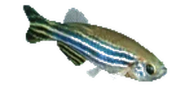 fishy emote for Discord