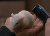 FancyRat emote for Discord