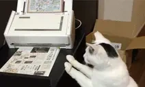 fax emote for Discord