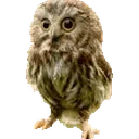 Fasta emote for Discord