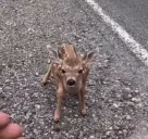 fallingtomyknees emote for Discord