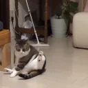 fat emote for Discord