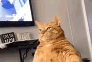 fatcat emote for Discord