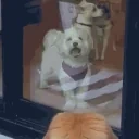 farleyBork animated emote for Discord, Twitch and Slack