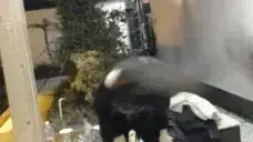 fairyHeadbang emote for Discord