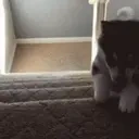 fall emote for Discord