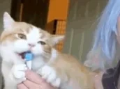 FattyBongo emote for Discord