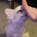 fban emote for Discord