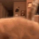 Fcat emote for Discord