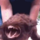 FERAL emote for Discord