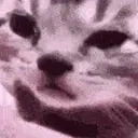 FeelsSadCat emote for Discord