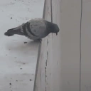 FellOff emote for Discord