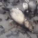 ferretAttack emote for Discord