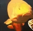 Feeding emote for Discord