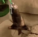 FerretSpin emote for Discord