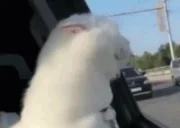 FeelThat emote for Discord