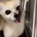 fennecDrink emote for Discord