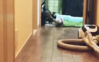 ferretArrive emote for Discord