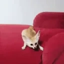 fennecDance emote for Discord