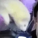 FerretGamer emote for Discord