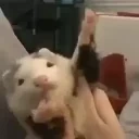 ferretdance emote for Discord