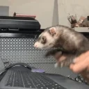 ferretChatting emote for Discord