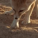 FennecDig emote for Discord