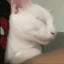 FelineFranticallyDoingT animated emote for Discord, Twitch and Slack