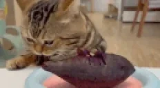 feklla emote for Discord